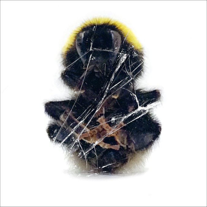 Deadbeat - Walls and Dimensions